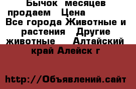 Бычок 6месяцев продаем › Цена ­ 20 000 - Все города Животные и растения » Другие животные   . Алтайский край,Алейск г.